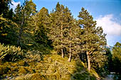 Trekking nel Parco Naturale Puez-Odle. La lunga discesa dal Rifugio Puez a Selva in Valgardena lungo la Vallelunga.